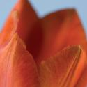 highres tulips opacity iv | 3form